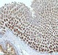 Anti-TRIM25 Monoclonal Antibody